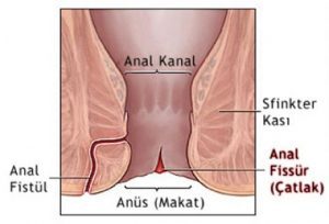 Anüsü yakından tanıyın